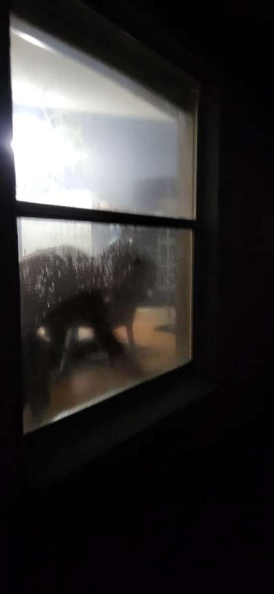 Windows cleaning inside and outside - Thumbnail 5