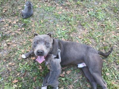 blue pit puppies - Thumbnail 3