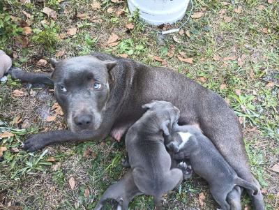 blue pit puppies - Thumbnail 2