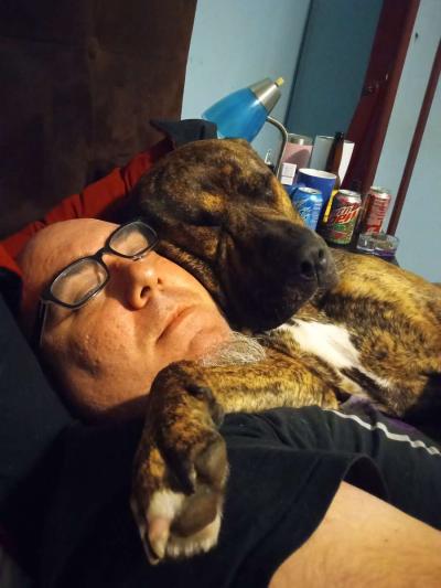 our Akita lab brindle Pitt