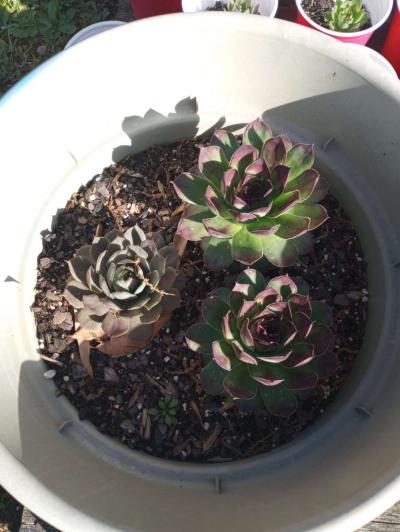 hen and chick plants and snake plants - Thumbnail 4