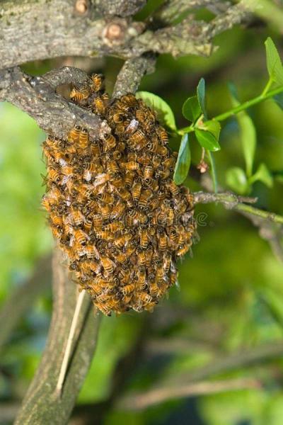 Free Bee Inspection and Removal ClovisFresnoSangerTollhouse - Thumbnail 4