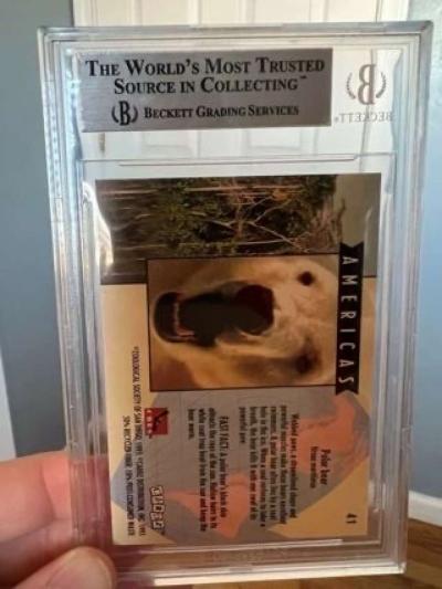 1993 World Famous San Diego Zoo 41 Polar Bear Graded 85 - Thumbnail 3
