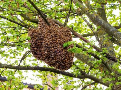 Free Bee Inspection and Removal ClovisFresnoSangerTollhouse - Thumbnail 3