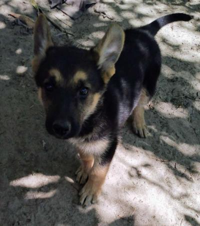 puppies - Thumbnail 2