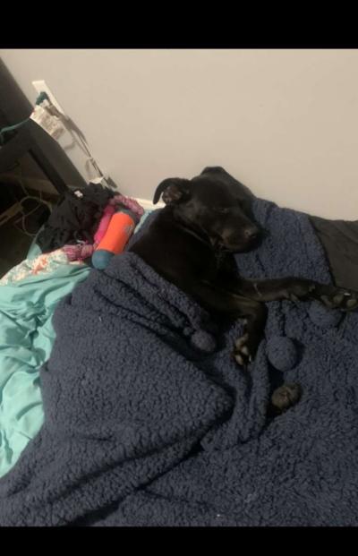 Sweet female black lab mix - Thumbnail 2