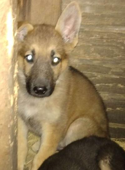 puppies - Thumbnail 3