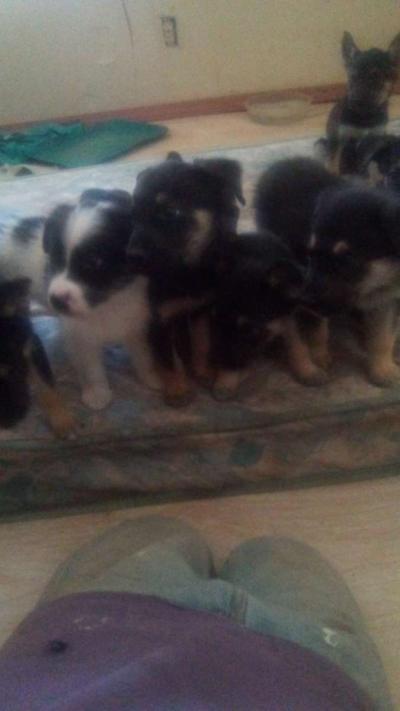 puppies - Thumbnail 2