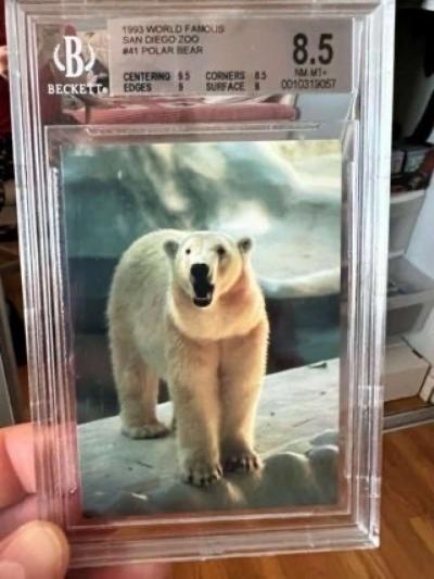 1993 World Famous San Diego Zoo 41 Polar Bear Graded 85 - Thumbnail 1