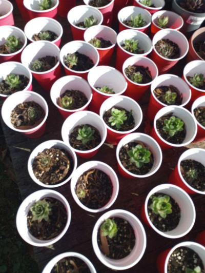 hen and chick plants and snake plants