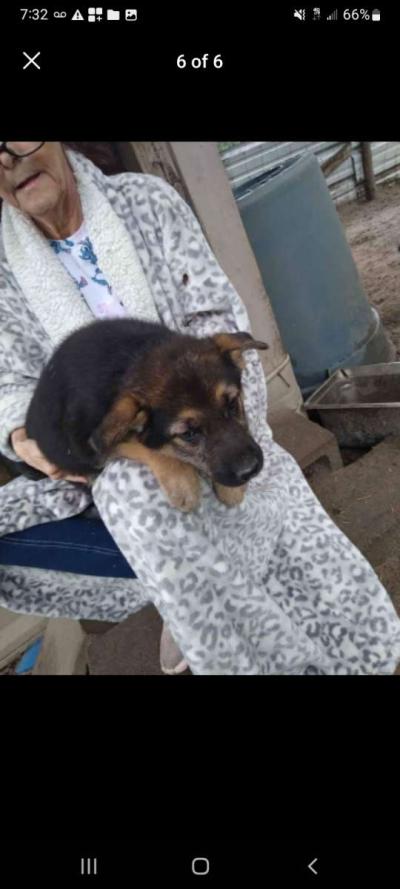 puppies - Thumbnail 4