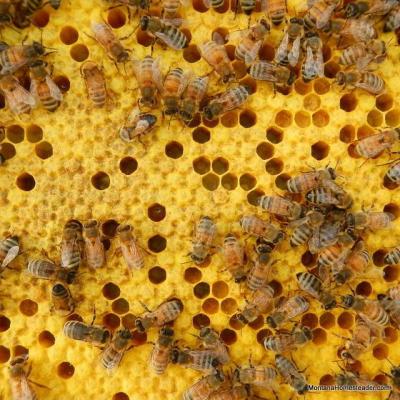 Free Bee Inspection and Removal ClovisFresnoSangerTollhouse - Thumbnail 5