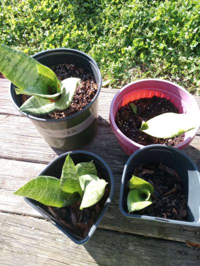 hen and chick plants and snake plants - Thumbnail 5