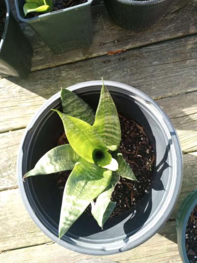 hen and chick plants and snake plants - Thumbnail 2