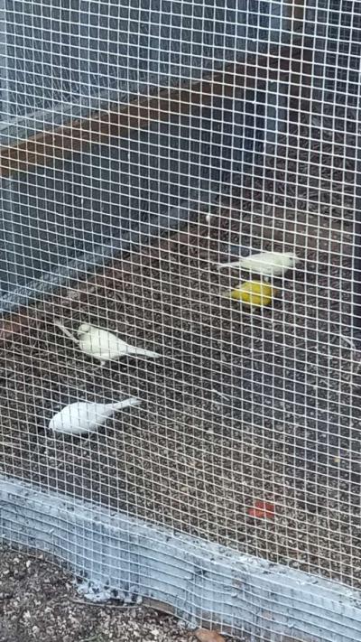 son cune - Thumbnail 3