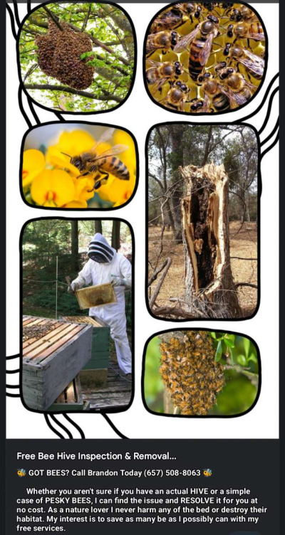 Free Bee Inspection and Removal ClovisFresnoSangerTollhouse