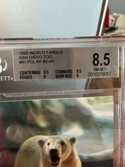 1993 World Famous San Diego Zoo 41 Polar Bear Graded 85 - Thumbnail 2