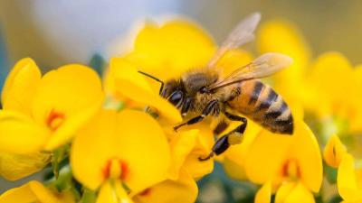 Free Bee Inspection and Removal ClovisFresnoSangerTollhouse - Thumbnail 2