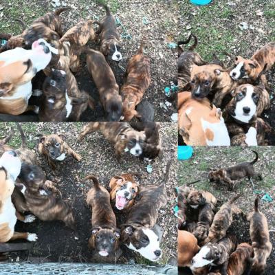 ole pit bulldogge pups - Thumbnail 4