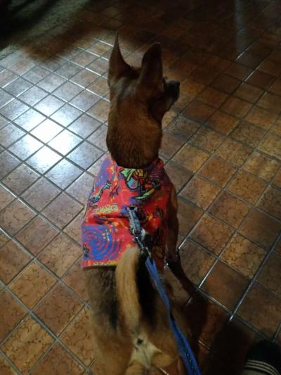 Reversible Jacket harness For Medium Small Dog - Thumbnail 2