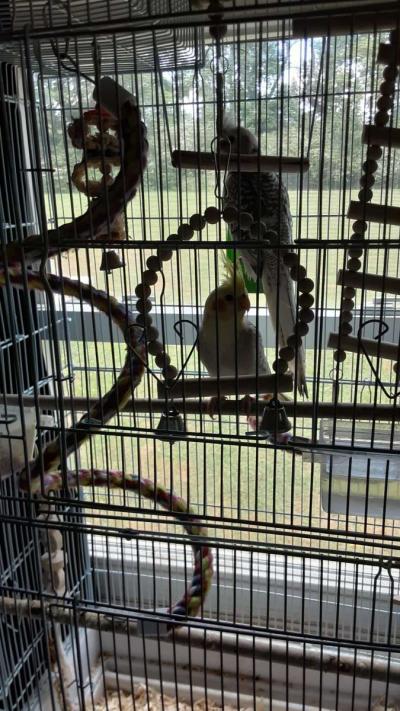 1 male cocktail and 1 female - Thumbnail 3