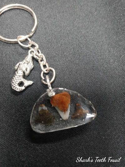 Chose One Key Chain or Pendant Fossilized SharksTooth - Thumbnail 4