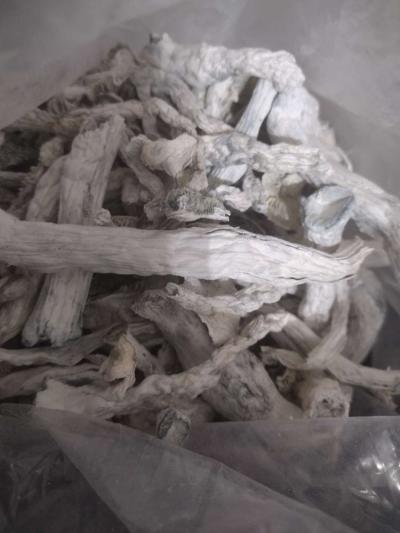 8th of spiritual mushrooms