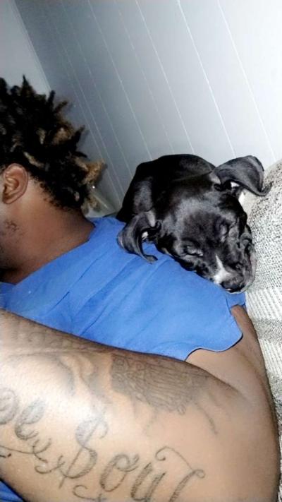 baby pitbull - Thumbnail 3