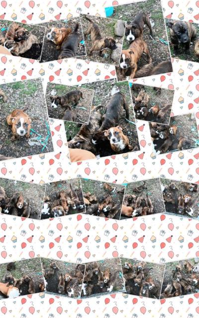 ole pit bulldogge pups - Thumbnail 2