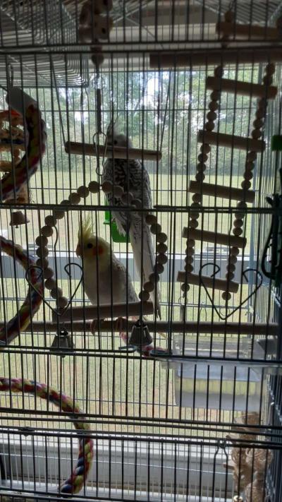 1 male cocktail and 1 female - Thumbnail 2