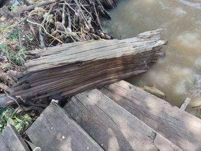 cypress driftwood - Thumbnail 3