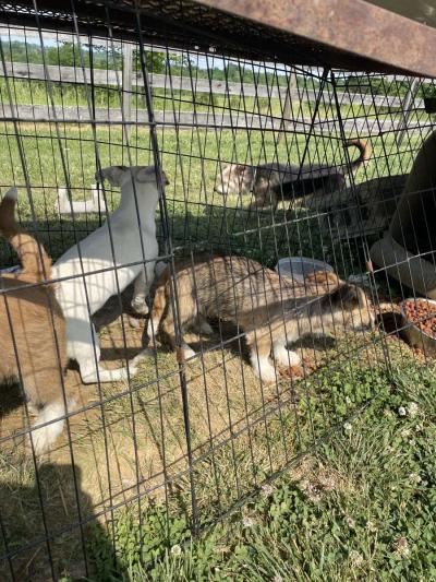 puppys - Thumbnail 6