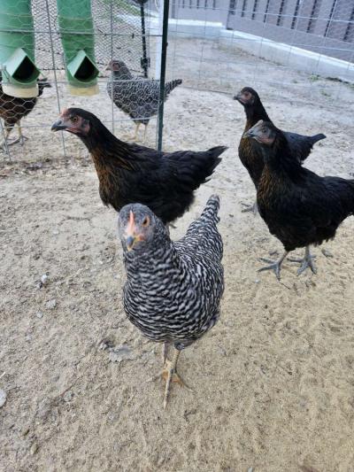 farm fresh eggs - Thumbnail 2