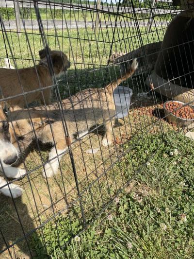 puppys - Thumbnail 5