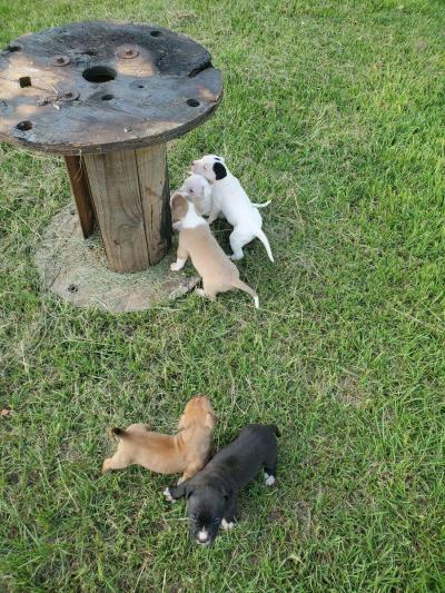 Puppies - Thumbnail 3