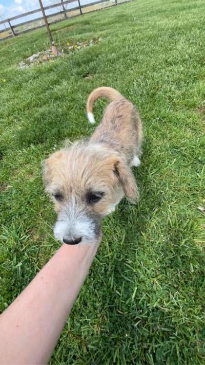 puppys - Thumbnail 2