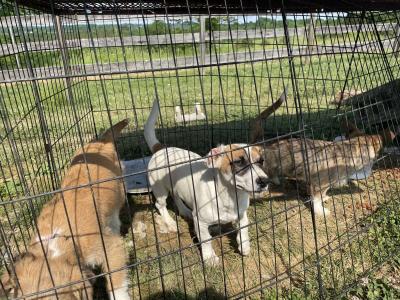 puppys - Thumbnail 4