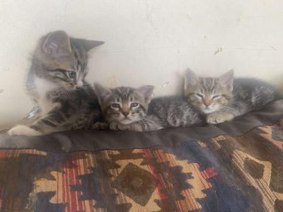 kittens