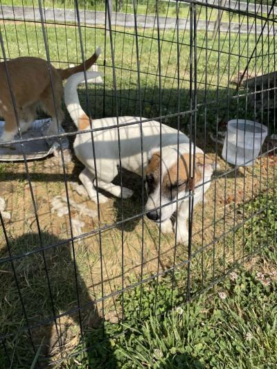 puppys - Thumbnail 3