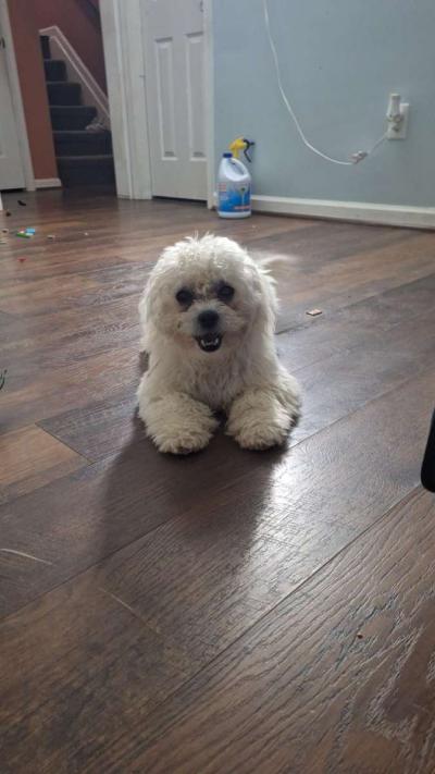 porq me movere - Thumbnail 2