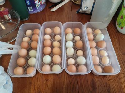 farm fresh eggs - Thumbnail 5