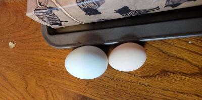 farm fresh eggs - Thumbnail 4