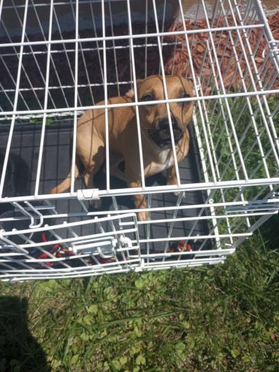 almost 1yr old Chihuahua - Thumbnail 5