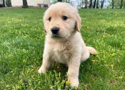 golden retriever puppy - Thumbnail 5