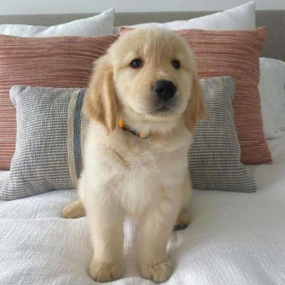 golden retriever puppy - Thumbnail 6