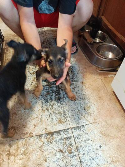 11 weeks old pure breed German Shepherds puppies - Thumbnail 4