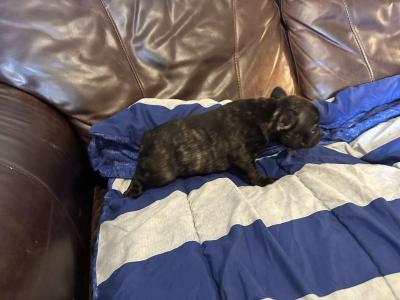 french bulldog puppies - Thumbnail 3