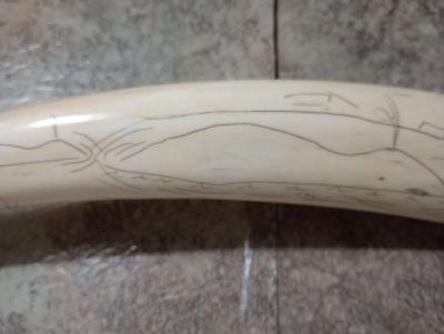 Authentic PreBan Alaskan Inuit Scrimshaw Handicraft Art - Thumbnail 2
