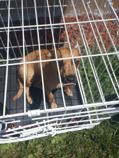 almost 1yr old Chihuahua - Thumbnail 4