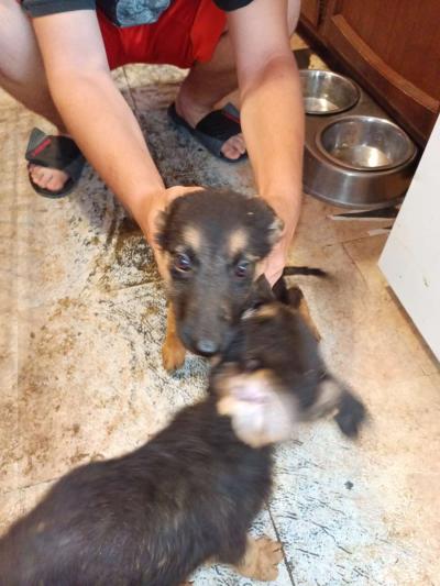 11 weeks old pure breed German Shepherds puppies - Thumbnail 2